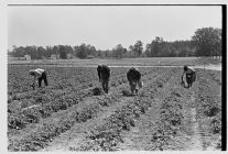 People picking strawberries
